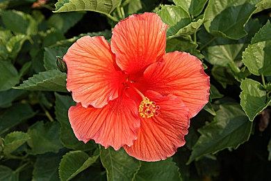 《少女前线》继承版宣布2025年夏季上线 登陆Steam